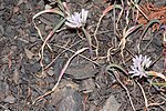 Allium crenulatum 5233. 
 JPG