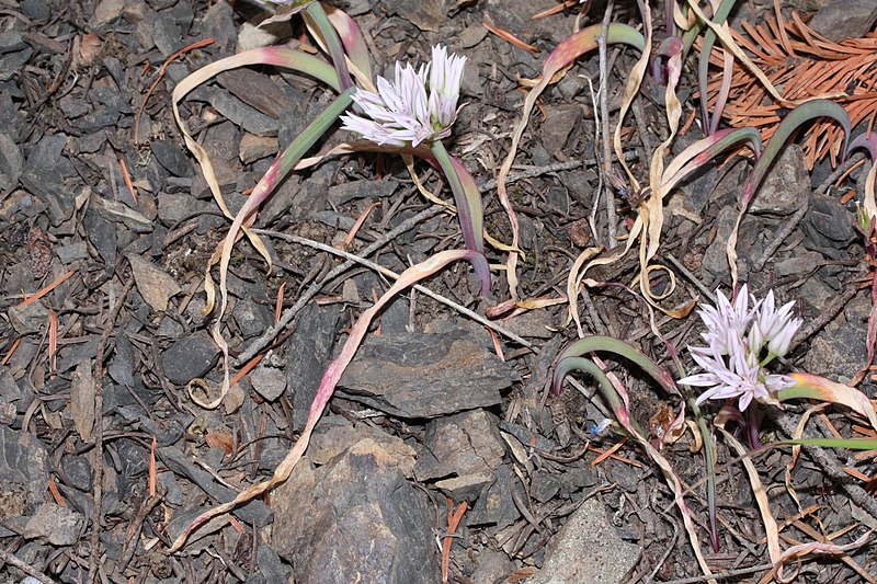 File:Allium crenulatum 5233.JPG