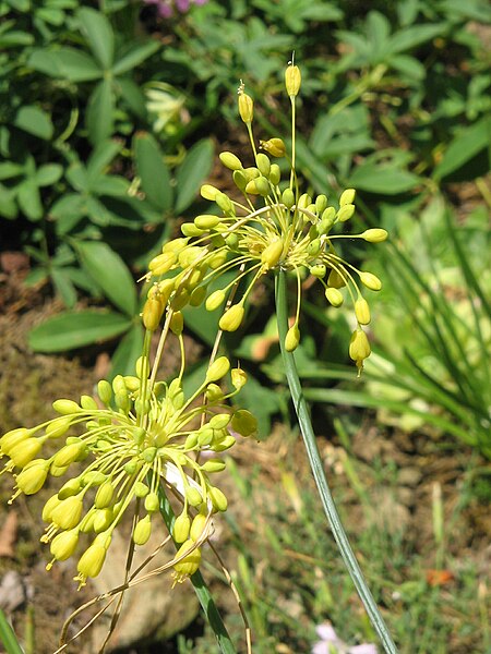 File:Allium flavum01.jpg