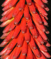 Aloe ferox (16221718052).jpg