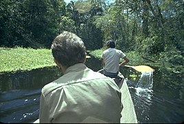 Amazon Jungle in Lagunas District Peru 04.jpg