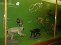 American Museum of Natural History in Manhattan, New York City, United States of America (9860120925).jpg