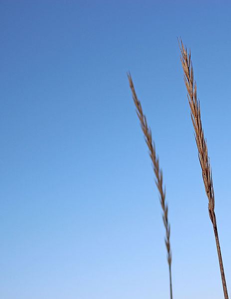 File:Ammophila arenaria in Sweden.jpg