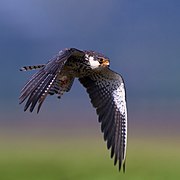 Amur falcon female in flight