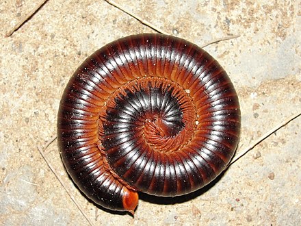 Тысяченожка. Millipedes→diploda. Millipede — «многоножка» IBM. Двупарноногие.