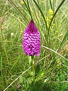 Orchis pyramidal.