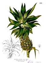 Miniatura para Ananas comosus