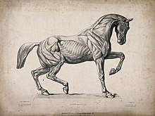 Equine Musculoskeletal Engraving Anatomical engraving of a horse. Wellcome V0016883.jpg