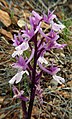 Orchis olbiensis (Andalusien)