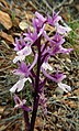 Orchis olbiensis