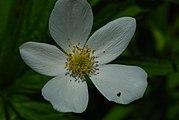 Close-up of a flower with light green pistils in the middle of fairly old stamens, and white sepals behind them