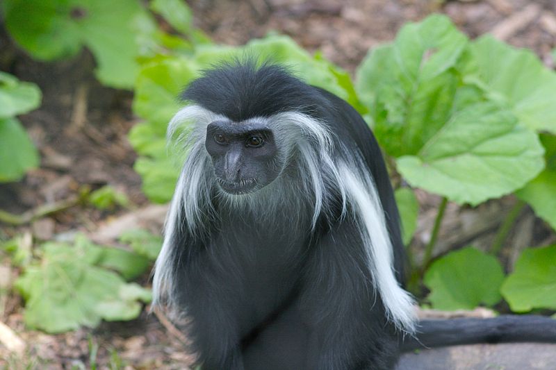 File:Angola Colobus Monkey 2.jpg