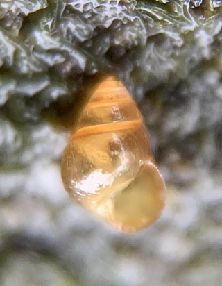 <i>Angustassiminea succinea</i> Species of gastropod