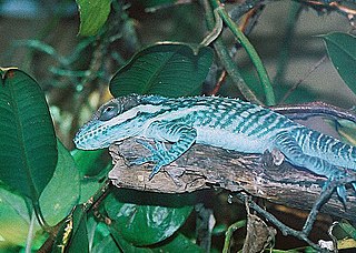 <i>Anolis smallwoodi</i> Species of lizard