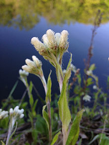 Antennaria plantaginifolia - Muz Yaprağı Pussytoes (dişi çiçek) .jpg