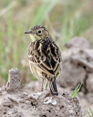 <span class="mw-page-title-main">Yellowish pipit</span> Species of bird