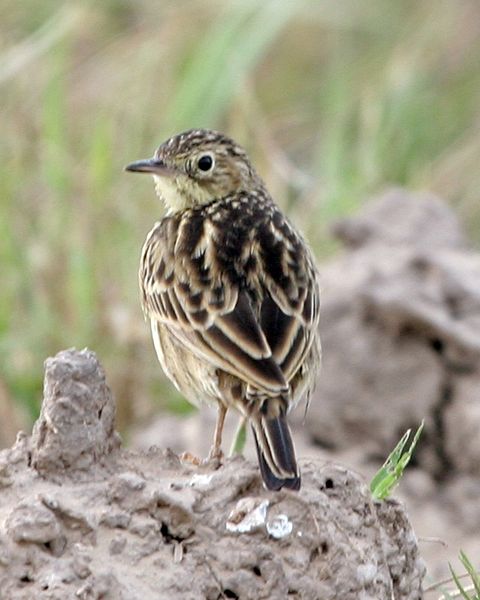 File:Anthus lutescens -Argentina-4.jpg