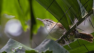 <span class="mw-page-title-main">Antioquia wren</span> Species of bird