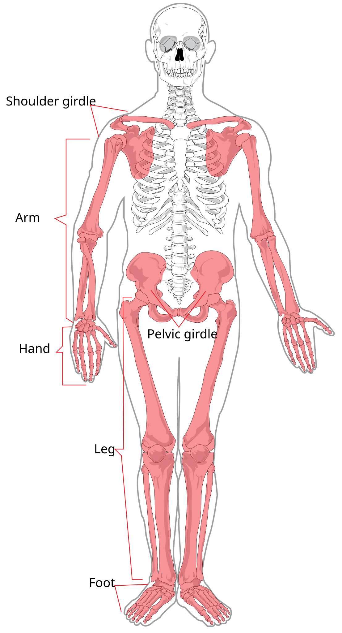 human skeleton diagram for kids