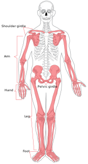 The appendicular skeleton is the portion of the skeleton of vertebrates consisting of the bones that support the appendages. There are 126 bones. The appendicular skeleton includes the skeletal elements within the limbs, as well as supporting shoulder girdle pectoral and pelvic girdle. The word appendicular is the adjective of the noun appendage, which itself means a part that is joined to something larger.