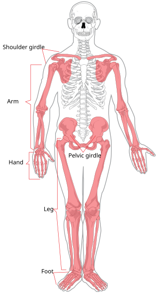 <span class="mw-page-title-main">Appendicular skeleton</span> Part of the skeletal system