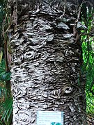 Araucaria cunninghamii (corteccia)