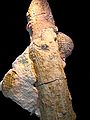 Fòssils d'Araucaria mirabilis