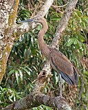 Great-billed Heron (Ardea sumatrana), Daintree River, Queensland, Australia