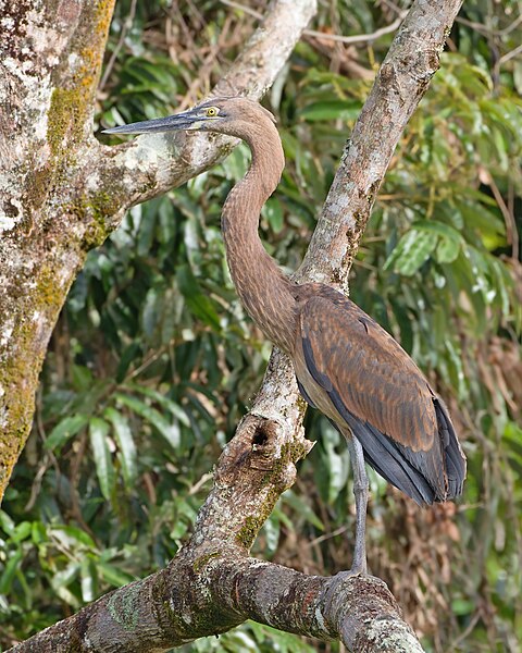 File:Ardea sumatrana - Daintree River.jpg