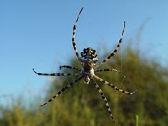 Argiope Lobata.jpg