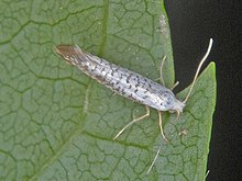 Argyresthiidae - Argyresthia retinella.JPG 