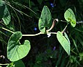 Aristolochia lutea