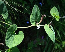 Aristolochia lutea 1.jpg