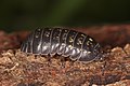 Armadillidium opacum