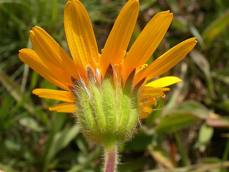 File:Arnica sororia (3625713900).jpg