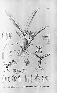 plate 43 Trichopilia mutica , Aspasia lunata, Aspasia variegata