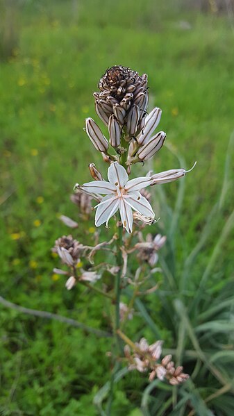 File:Asphodelus ramosus in Haifa.jpg