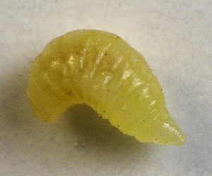 Asteromyia carbonifera larva.jpg