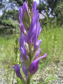 Astragalus onobrychis flora.jpg