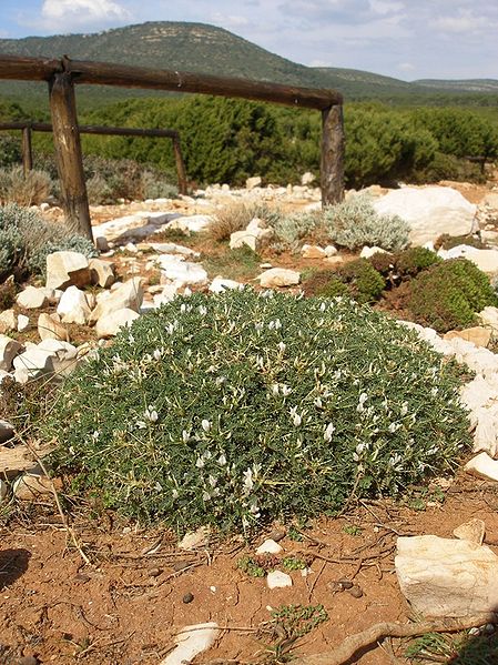 File:Astragalus terracianoi Belvedere Isola Piana 1.jpg