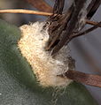 Astrophytum capricorne areole.jpg