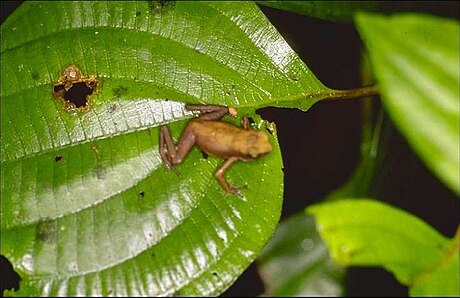 Atelopus franciscus