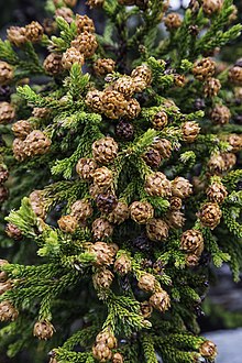 Cones during mast seeding event (Austral summer 2015).