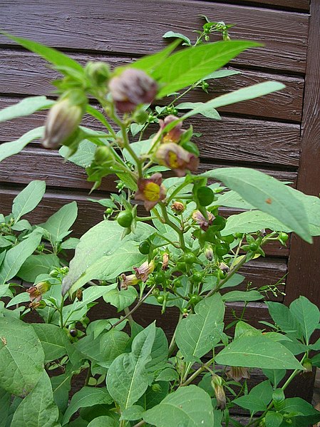 File:Atropa belladonna.JPG