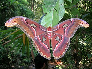 <i>Attacus</i> Genus of moths