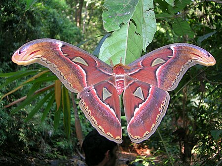 Attacus