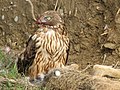 Eating a hare near Makara Beach, Wellington, New Zealand