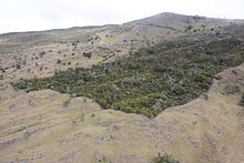 Auwahi Dryland Forest Restoration Project on the slopes of Hale'akala on the island of Maui, Hawaii, 2010 Auwahi Dryland Forest.JPG