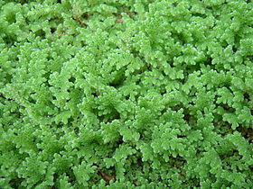 Image illustrative de l’article Événement Azolla