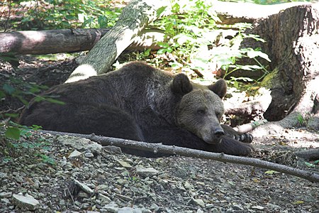 Bärenpark Worbis 710301